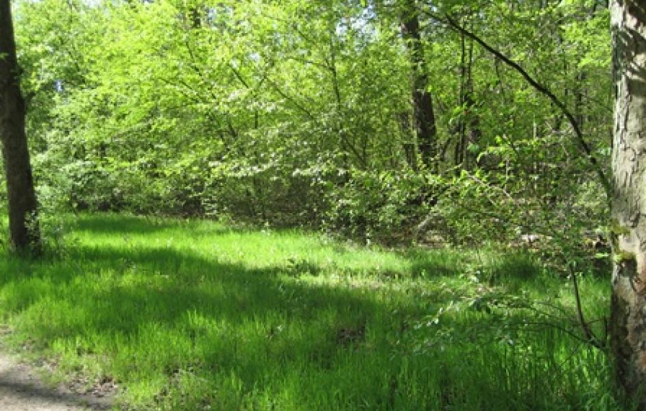 Natura trail Weingartener Moor