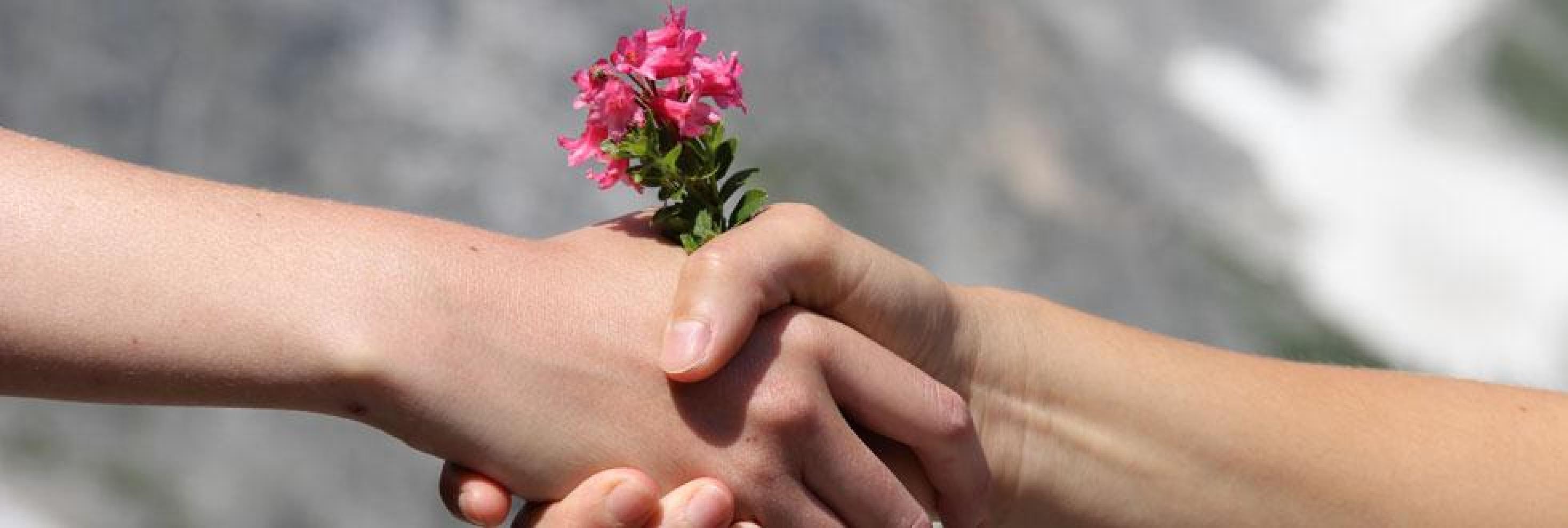 Haende mit Alpenrosen