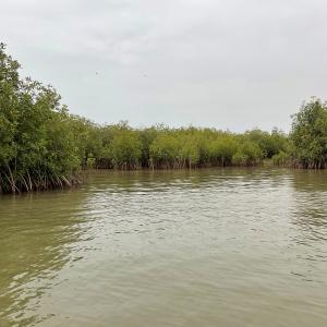 Mangroven_2021